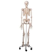Buy A3BS Standard anatomical Human skeleton Model
