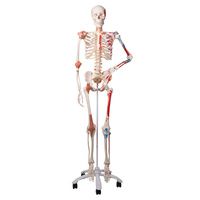 Buy A3BS Sam the Super Human Skeleton Model