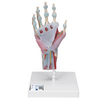 Buy A3BS Four Part Hand Skeleton Model with Ligaments and Muscles