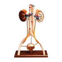 Buy Anatomical Hands on Urinary System Model