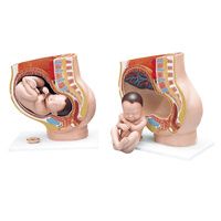 Buy A3BS Three Part  Pregnancy Pelvis Model