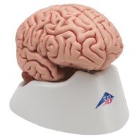 Buy A3BS Five part Classic Brain