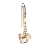 Buy Anatomical Model - Flexible Spine