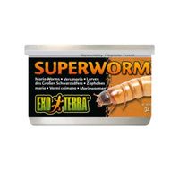Buy Exo Terra Canned Superworms Specialty Reptile Food