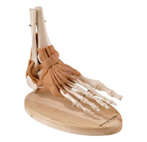 Ultra-Flex Ligamented Foot and Ankle