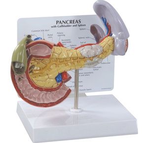 Anatomical Pancreas, Spleen and Gallbladder Model