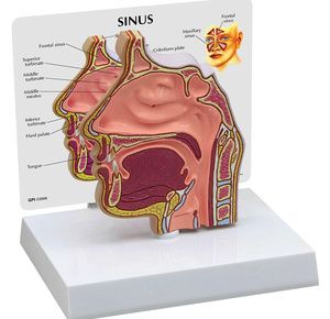 Anatomical Basic Sinus Model