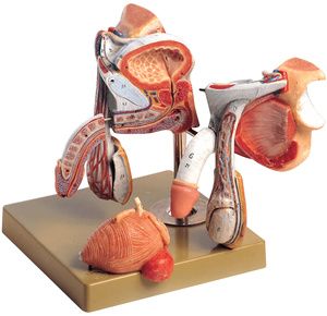 Anatomical Model of Male Genital Organs