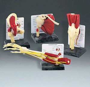 Anatomical Model of Life Size Muscled Joint Set