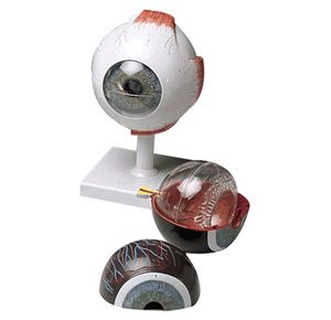 Anatomical Human Eye Model