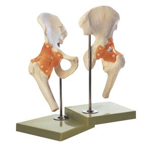 Anatomical Functional Right Hip Joint Model