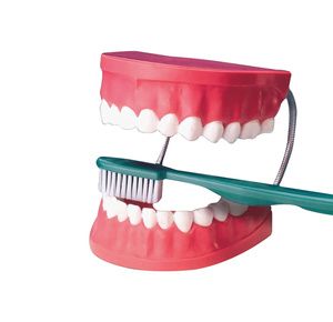 Anatomical Giant Tooth Brushing Model