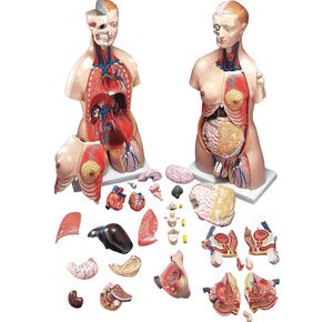 Anatomical Model of Budget Functional Francis Torso