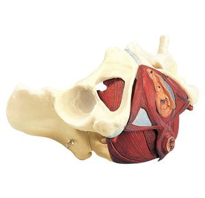 Anatomical Composite Pelvis and Pelvic Floor Model
