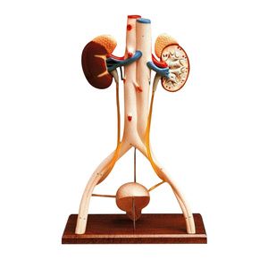 Anatomical Hands on Urinary System Model
