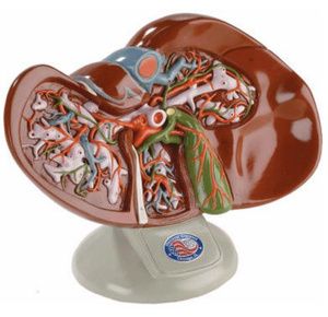 Anatomical Deluxe Liver and Gallbladder Model