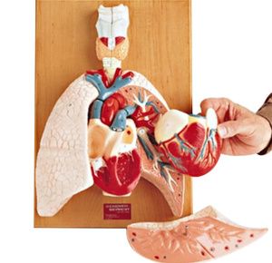 Anatomical Heart and Respiratory Organs Model