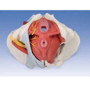 FEI 6 Part Female Pelvis Model