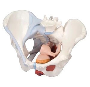 FEI Female Pelvis Models