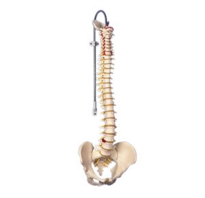 Anatomical Model - Flexible Spine