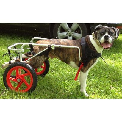 Buy Best Friend Mobility Rear Support Dog Wheelchair