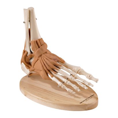 Buy Ultra-Flex Ligamented Foot and Ankle
