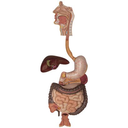 Buy A3BS Three Part Digestive System Model