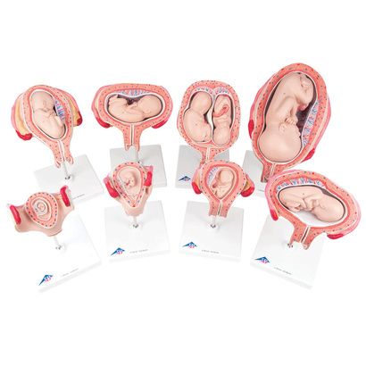 Buy A3BS Pregnancy Series Model