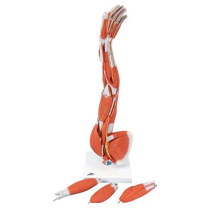 Buy A3BS Three-Fourth Life Size Six part Muscle Arm Model