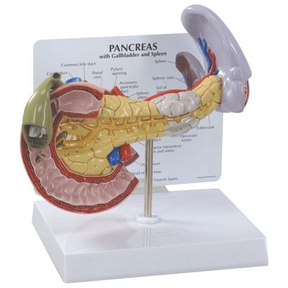 Buy Anatomical Pancreas, Spleen and Gallbladder Model