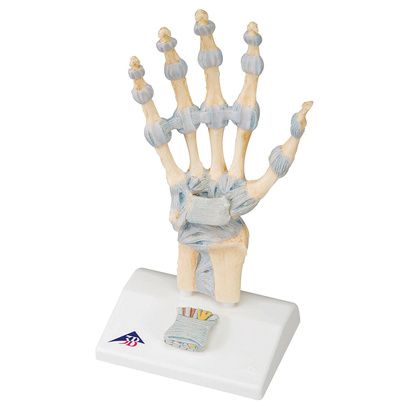 Buy A3BS Three Part Hand Skeleton Model with Ligaments and carpal tunnel