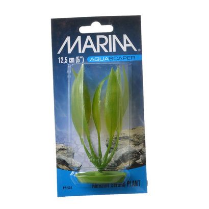Buy Marina Amazon Sword Plant