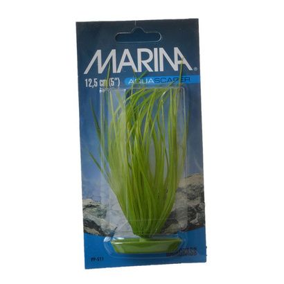 Buy Marina Hairgrass Plant