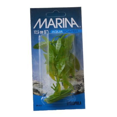 Buy Marina Hygrophila Plant