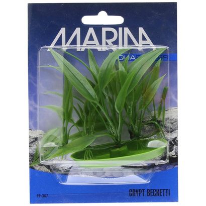 Buy Marina Foreground Crypt Becketti Aquarium Plant