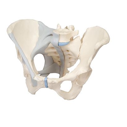 Buy A3BS Three Part Female Pelvis With Ligaments Model