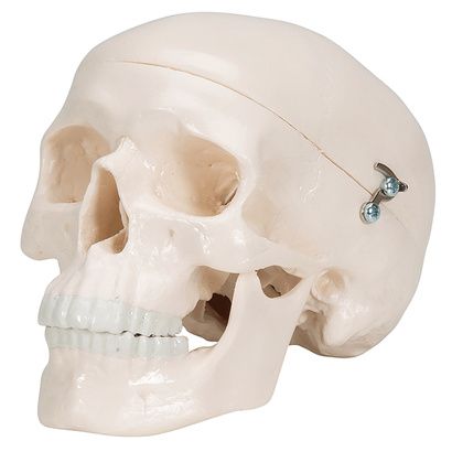Buy A3BS Classic Three part Human Skull Model