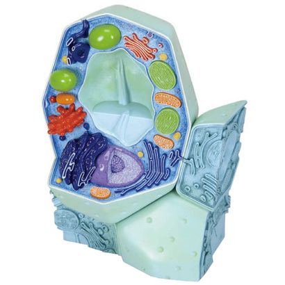 Buy A3BS magnified Plant cell model