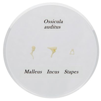 Buy A3BS Life-Size Auditory Ossicles