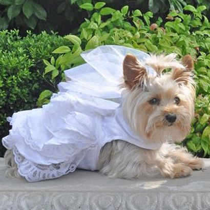 Buy Doggie Design Dog Wedding Harness Dress Set