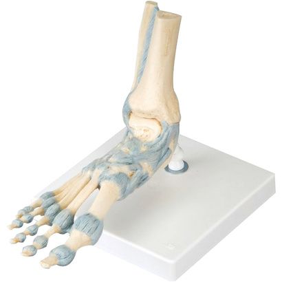 Buy A3BS Foot Skeleton Model with Ligaments