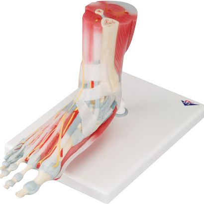 Buy A3BS Foot Skeleton Model with Ligaments and Muscles