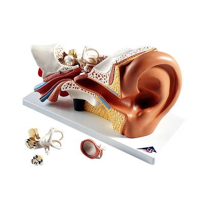 Buy A3BS Giant Ear-Classic Version