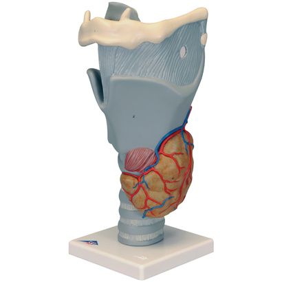 Buy A3BS 2.5 Times Full Size Functional Larynx