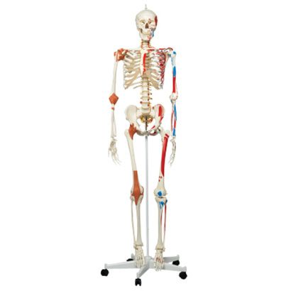 Buy Anatomical Model - Sam the super skeleton