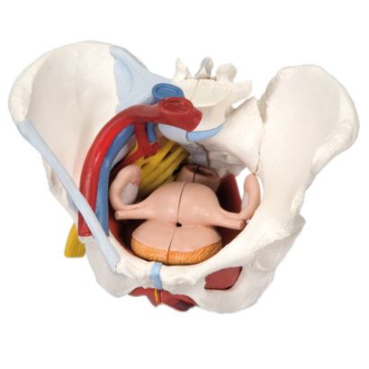 Buy Anatomical Model - Female pelvis