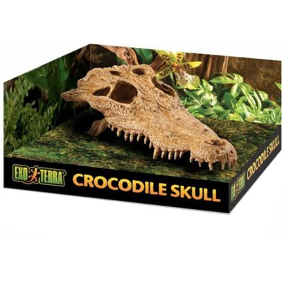 Buy Exo Terra Terrarium Crocodile Skull Decoration