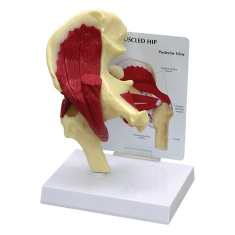 Anatomical Muscled Right Hip Joint Model