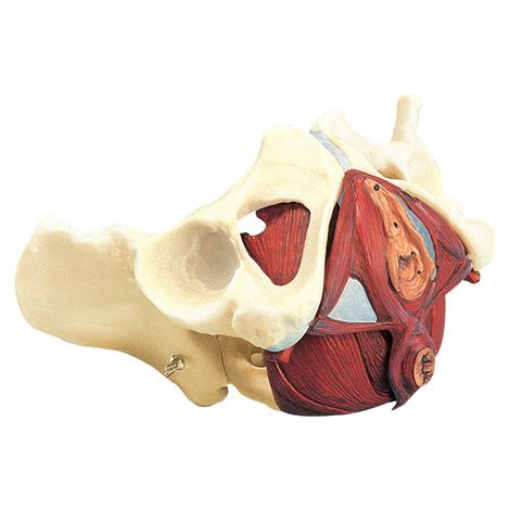 Anatomical Composite Pelvis and Pelvic Floor Model