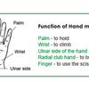 Weplay Squeezers Set - Function of Hand Movement